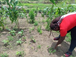 orientation,agriculture,agronome,élevage